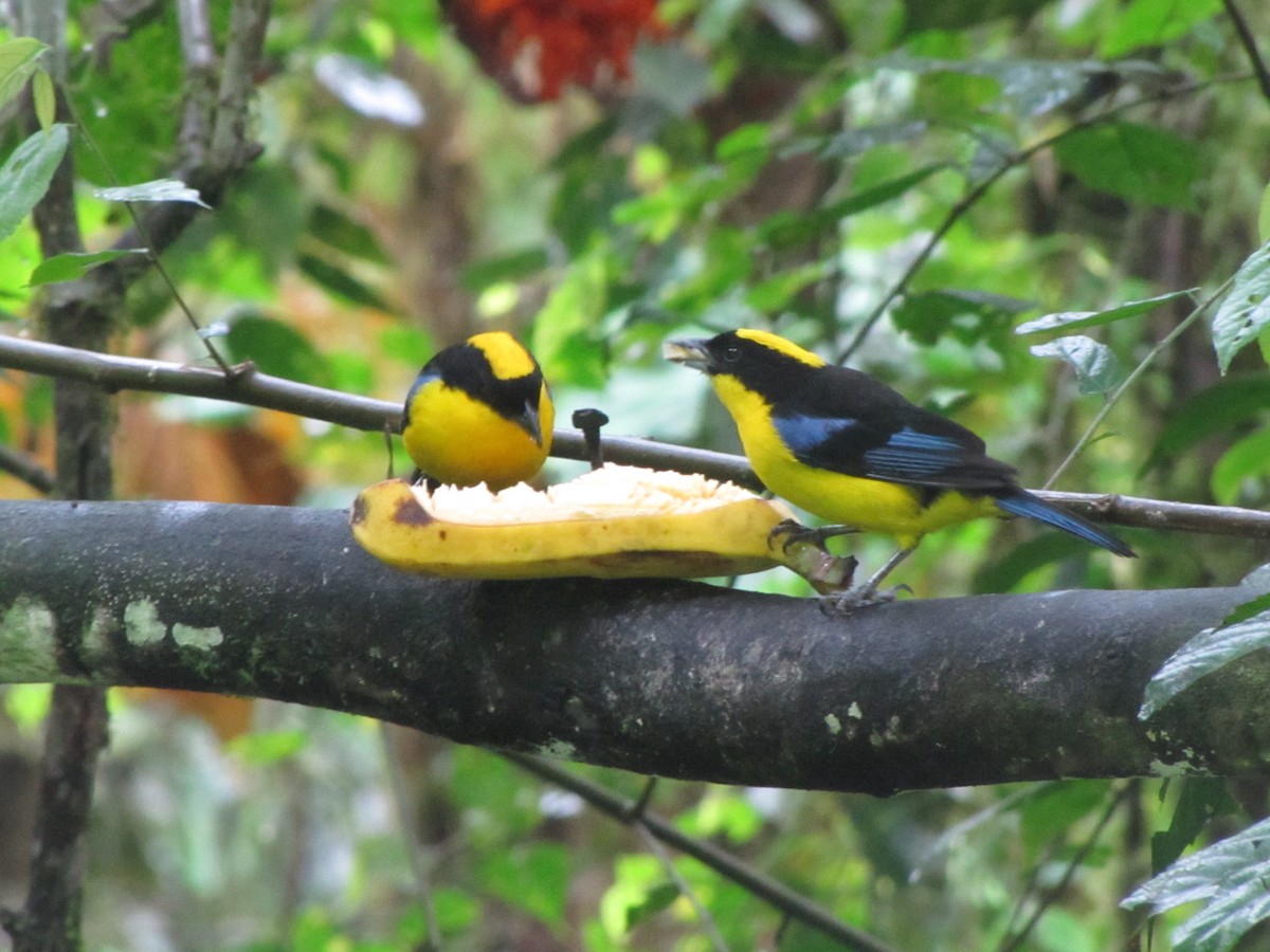 Blue-winged Mountain Tanager - ML619941779