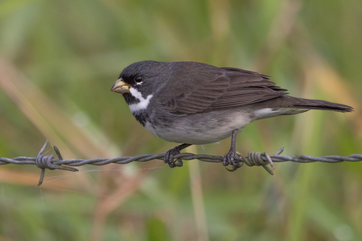 Double-collared Seedeater - ML619941785