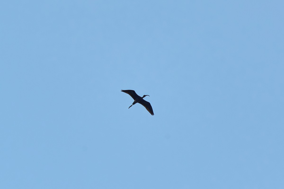 ibis americký - ML619941790