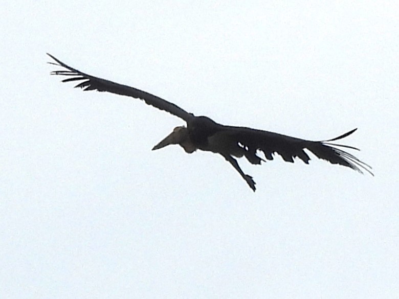 Lesser Adjutant - ML619941797