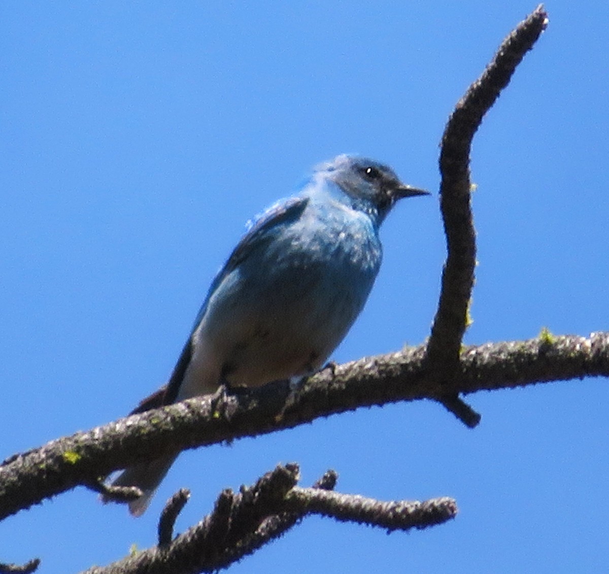 Mountain Bluebird - ML619941799