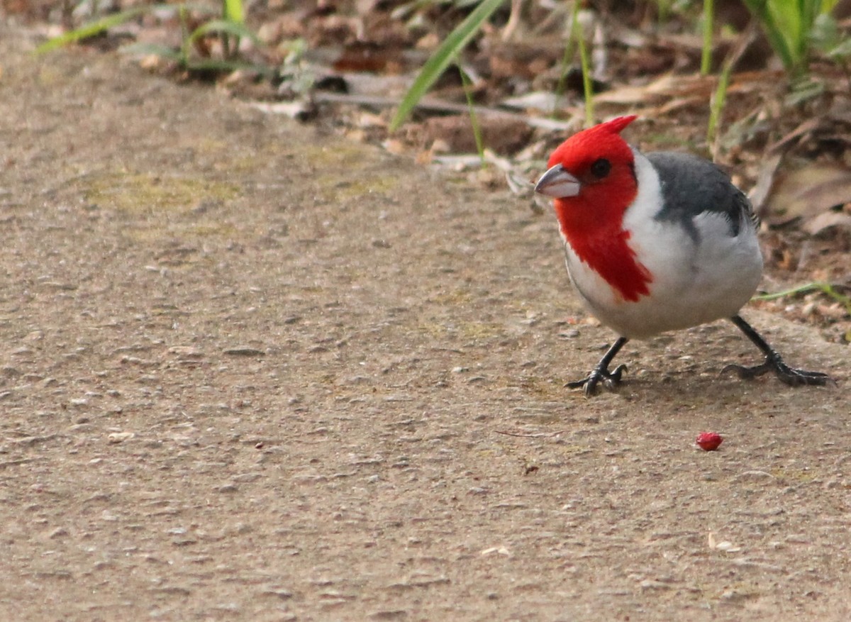 Red-crested Cardinal - ML619941802