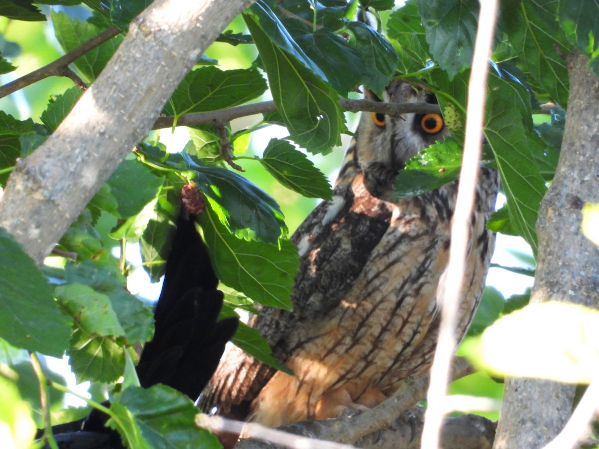 Long-eared Owl - ML619941808