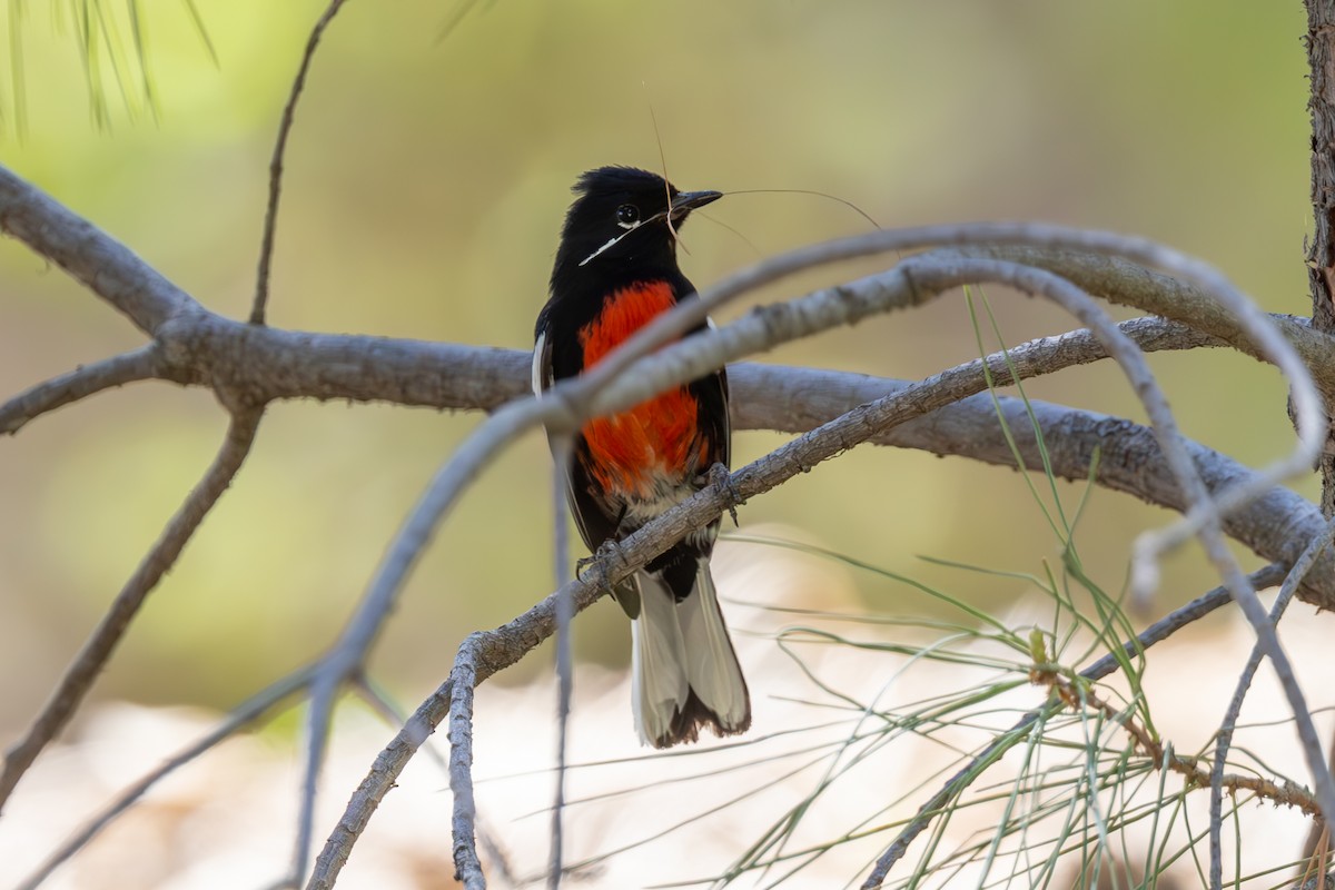 Painted Redstart - ML619941818