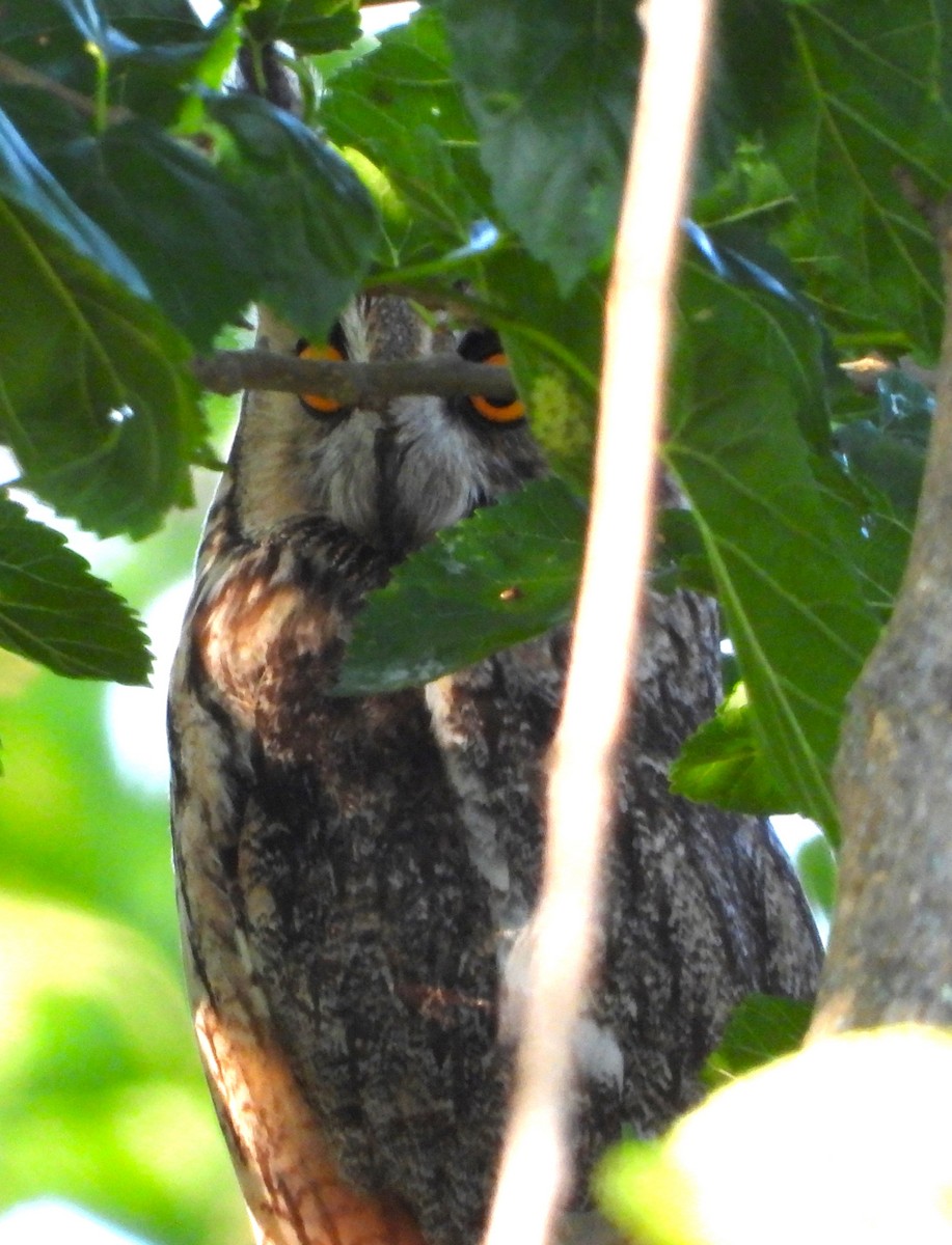 Long-eared Owl - ML619941821