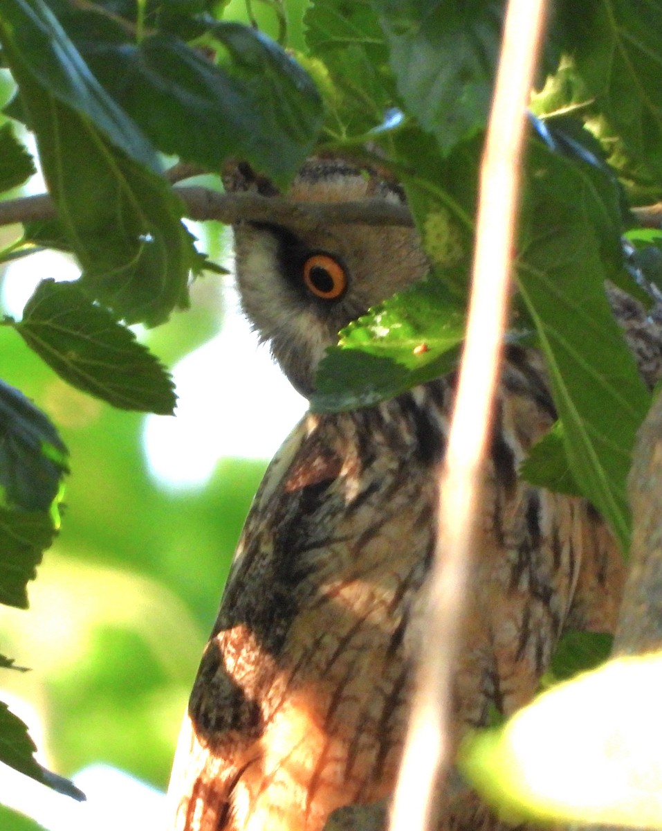Long-eared Owl - ML619941822