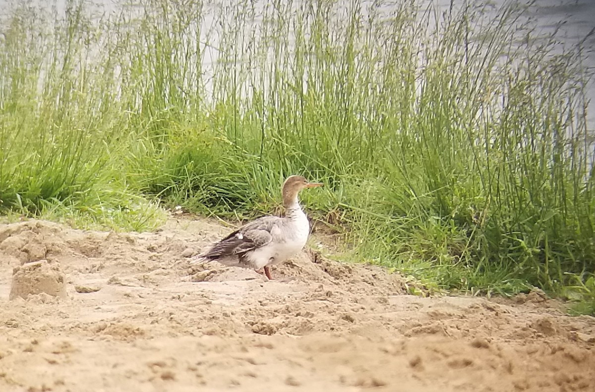 Red-breasted Merganser - ML619941824