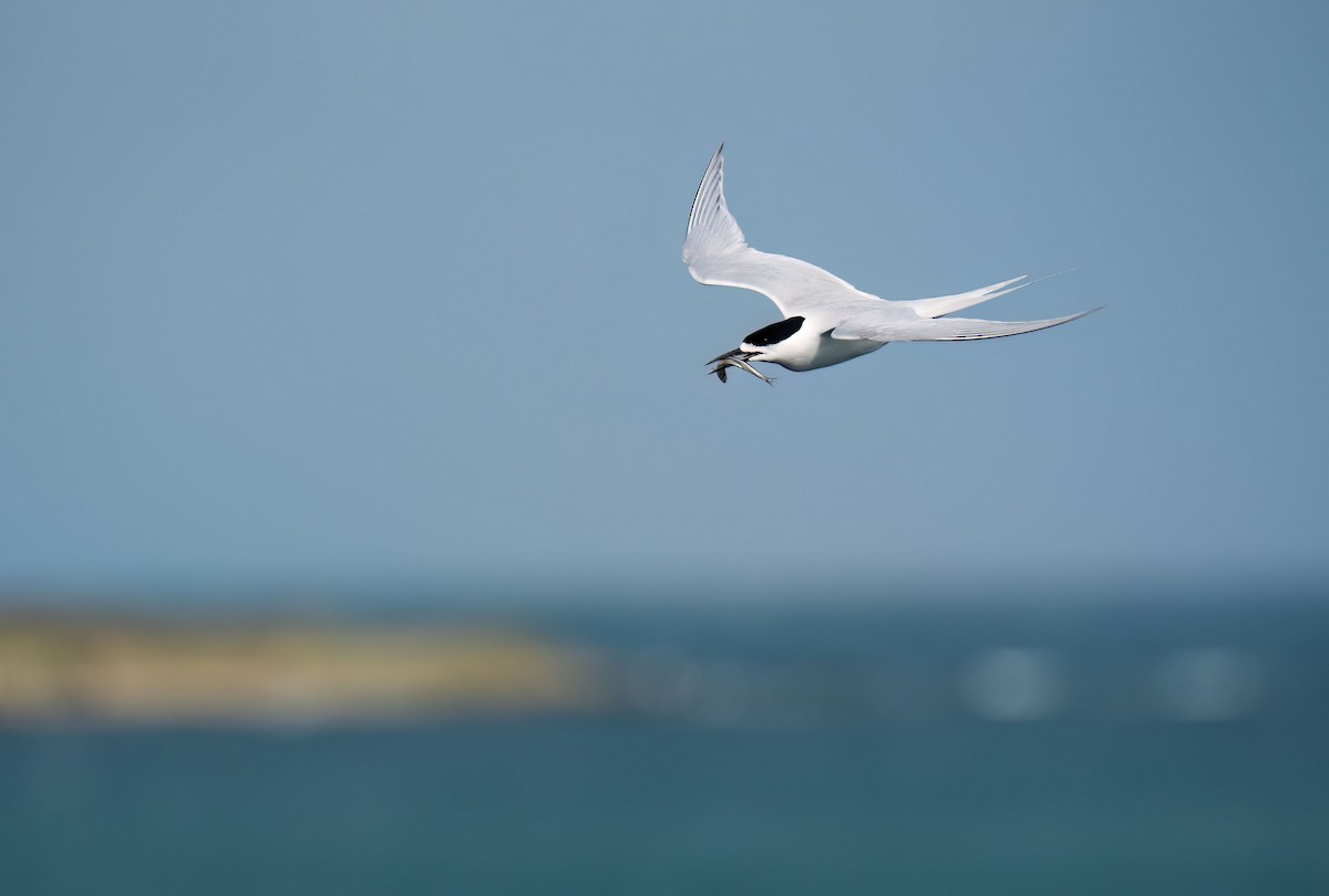 White-fronted Tern - ML619941825