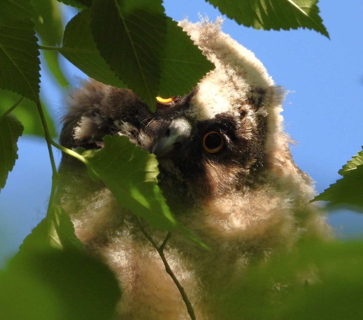 Long-eared Owl - ML619941827