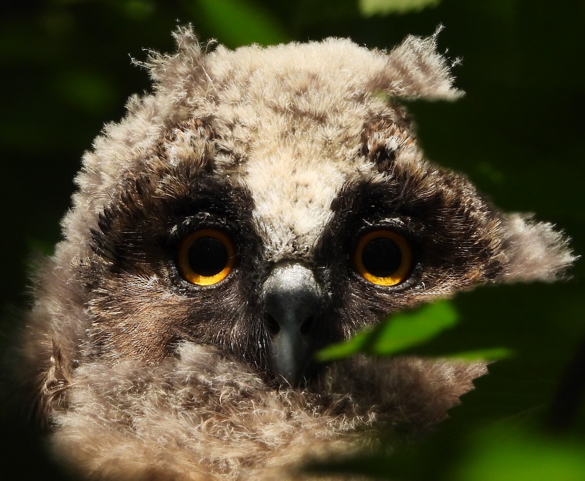 Long-eared Owl - ML619941833