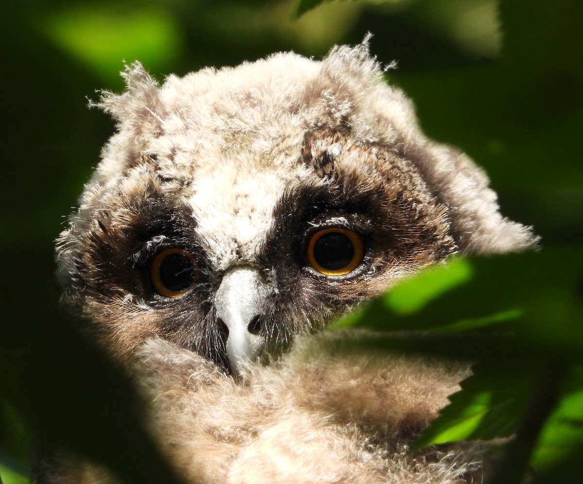 Long-eared Owl - ML619941834