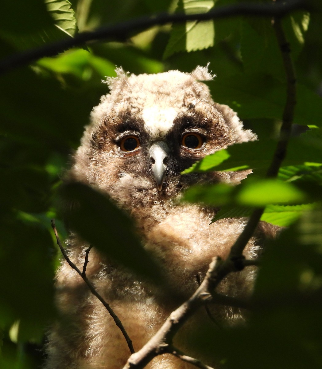 Long-eared Owl - ML619941836