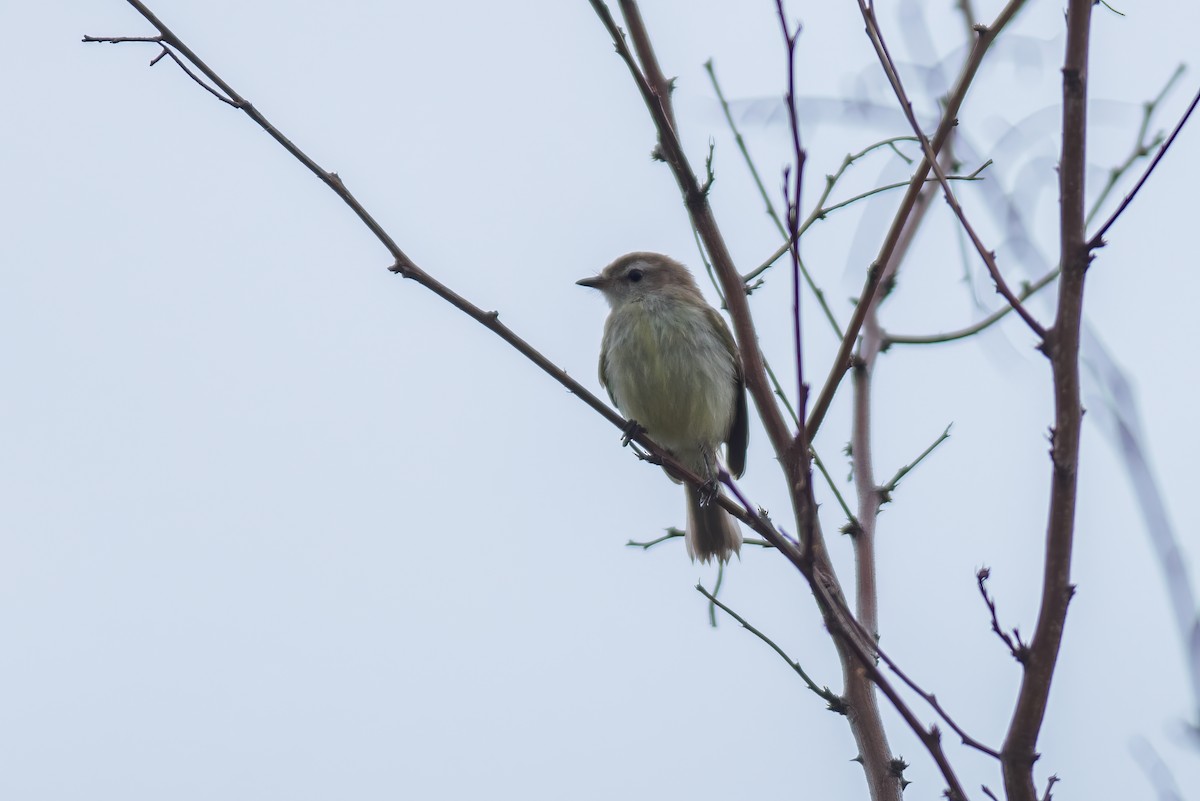 Southern Mouse-colored Tyrannulet - ML619941841