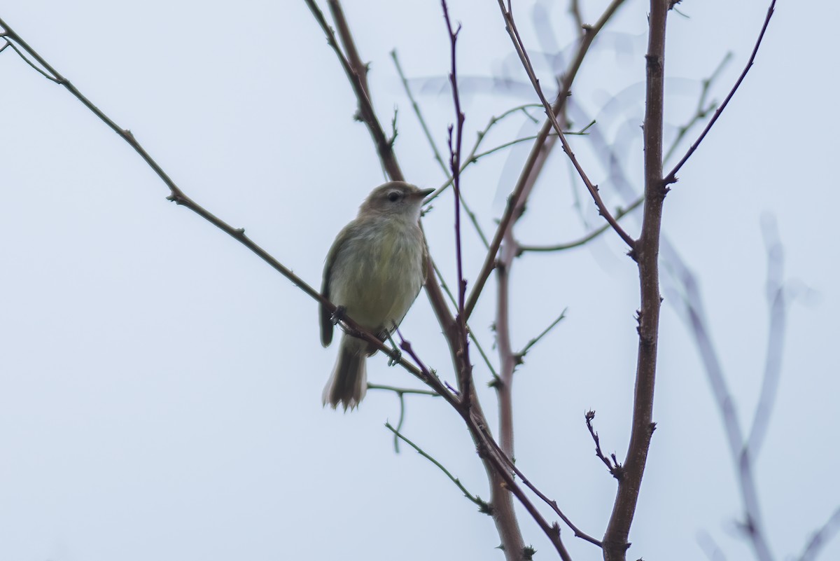 Southern Mouse-colored Tyrannulet - ML619941842