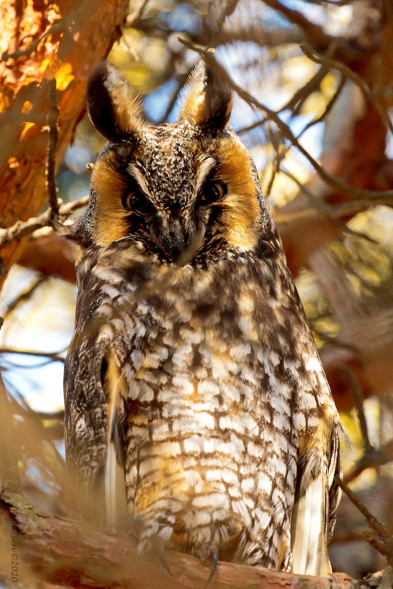 Long-eared Owl - ML619941847