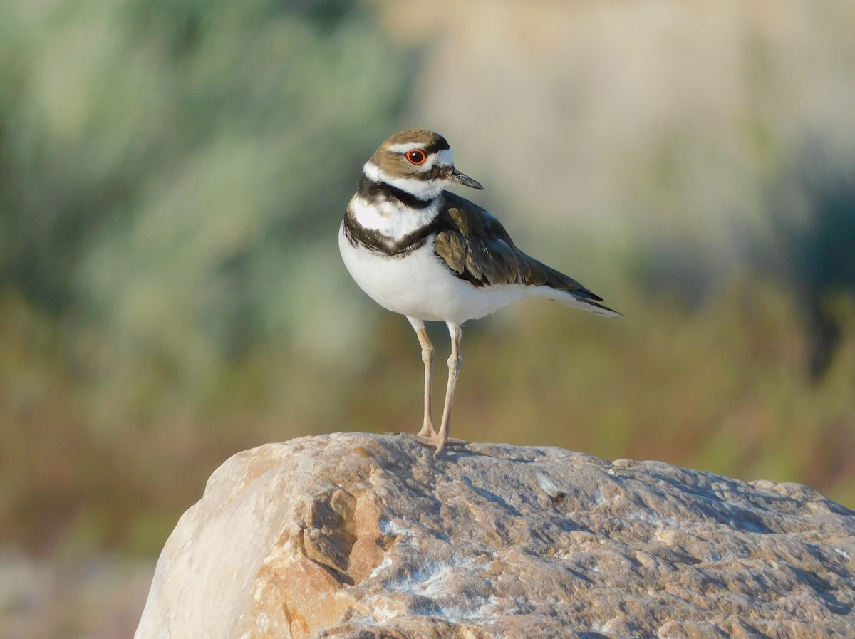 Killdeer - ML619941851