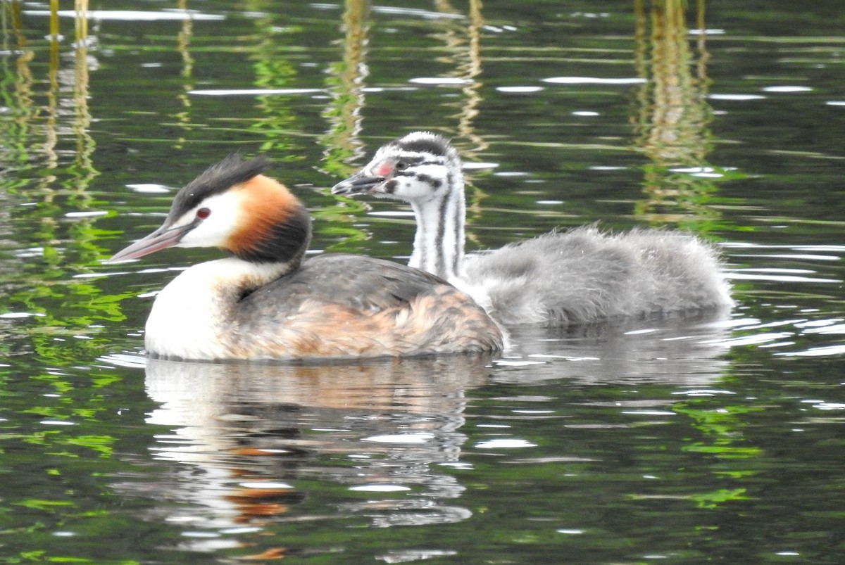 Great Crested Grebe - ML619941872