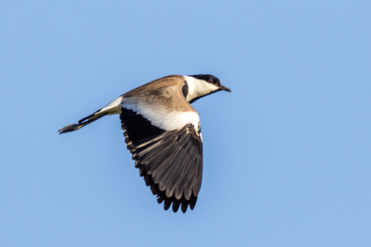 Spur-winged Lapwing - ML619941878