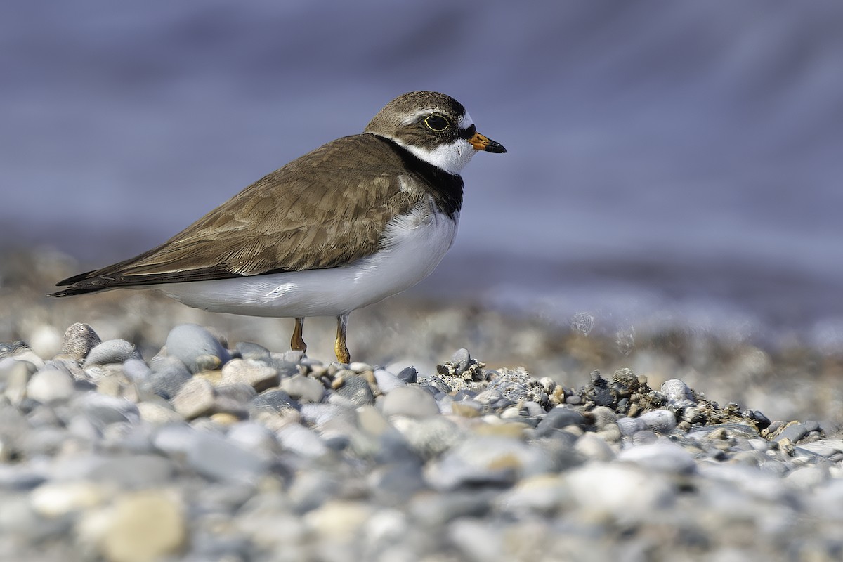 Semipalmated Plover - ML619941884