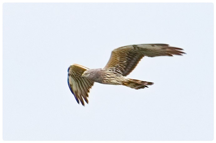 Montagu's Harrier - ML619941894