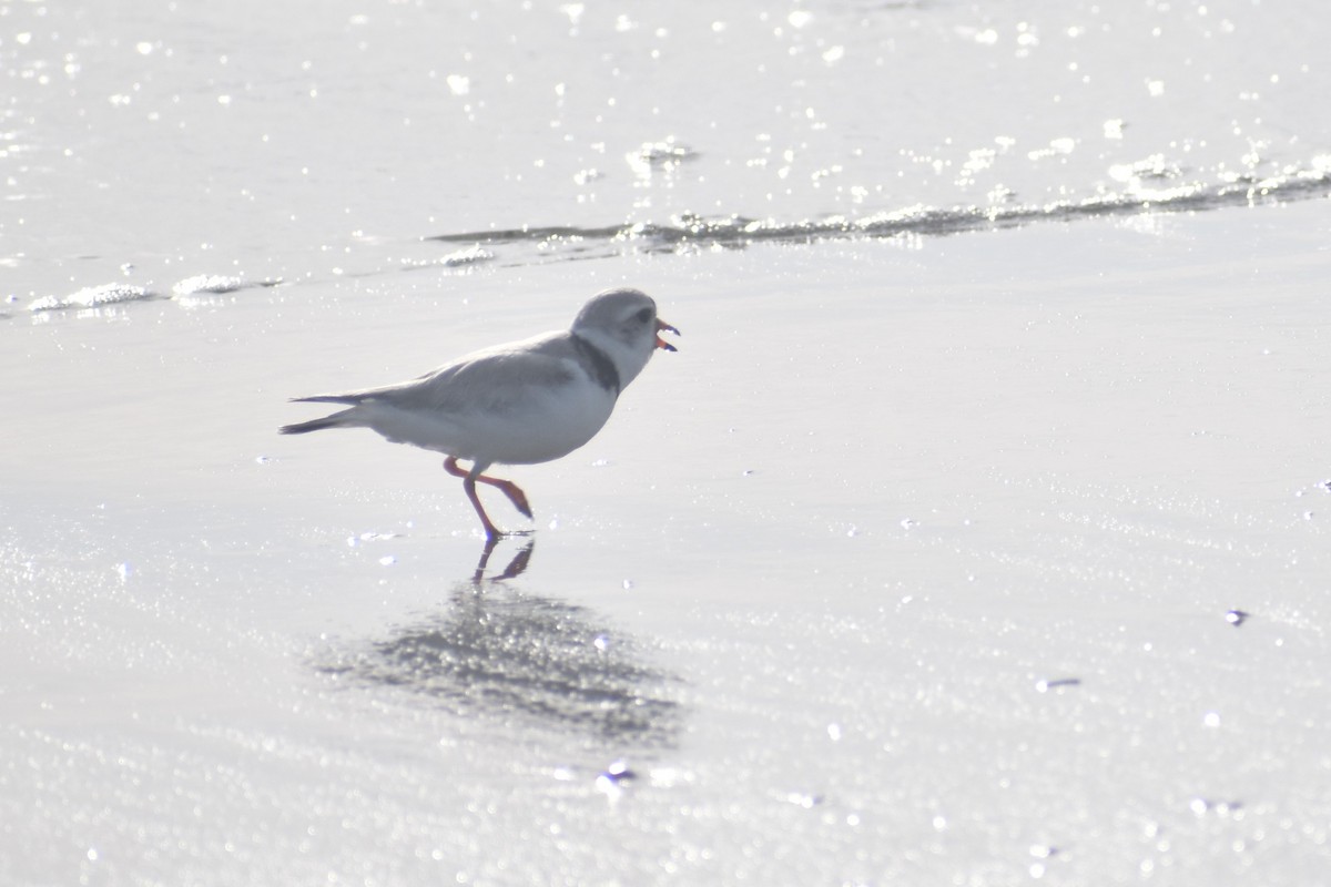 Piping Plover - ML619941895