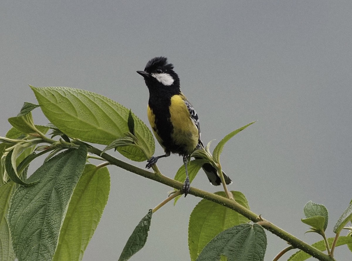 Green-backed Tit - ML619941897