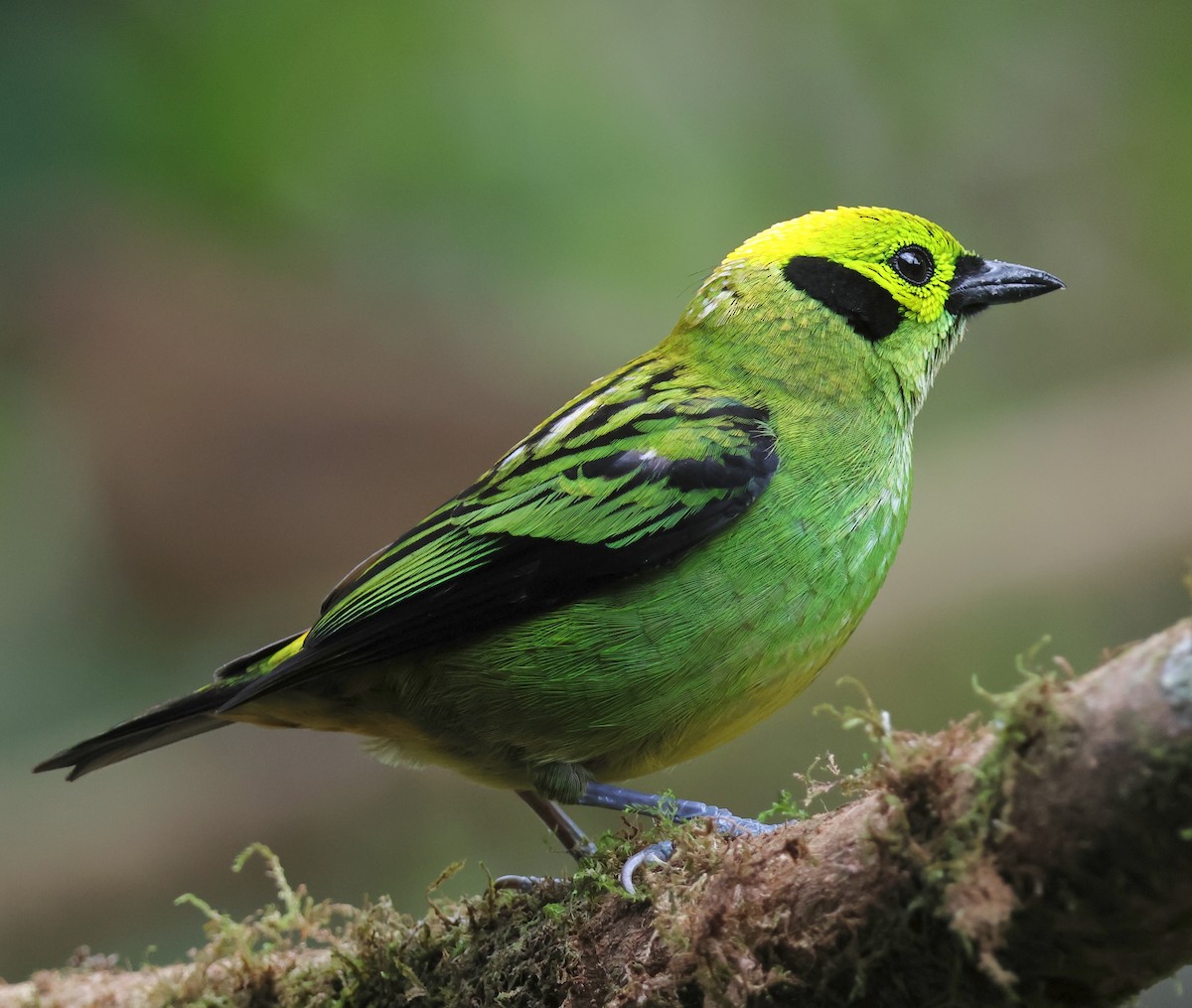 Emerald Tanager - ML619941898