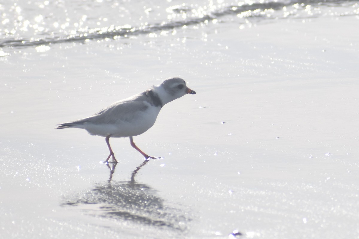 Piping Plover - ML619941900