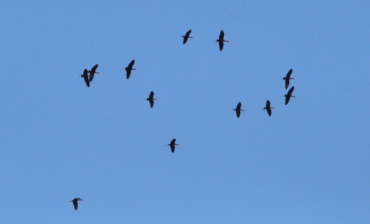 ibis hnědý - ML619941928