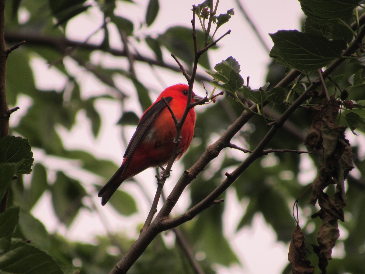 Scarlet Tanager - ML619941929