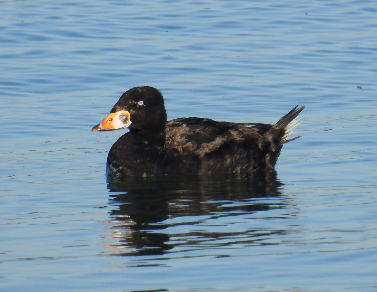 Surf Scoter - ML619941949