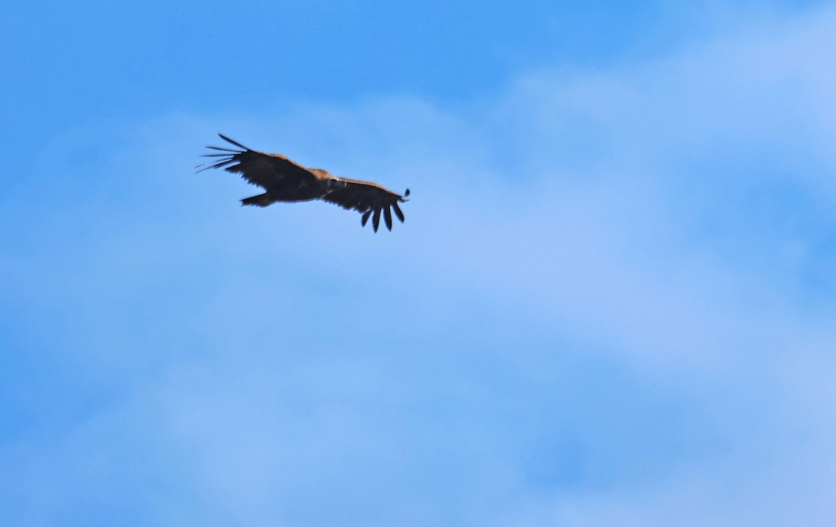Cinereous Vulture - ML619941972