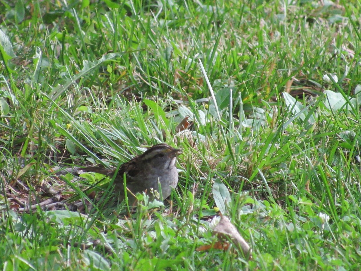 White-throated Sparrow - ML619941985