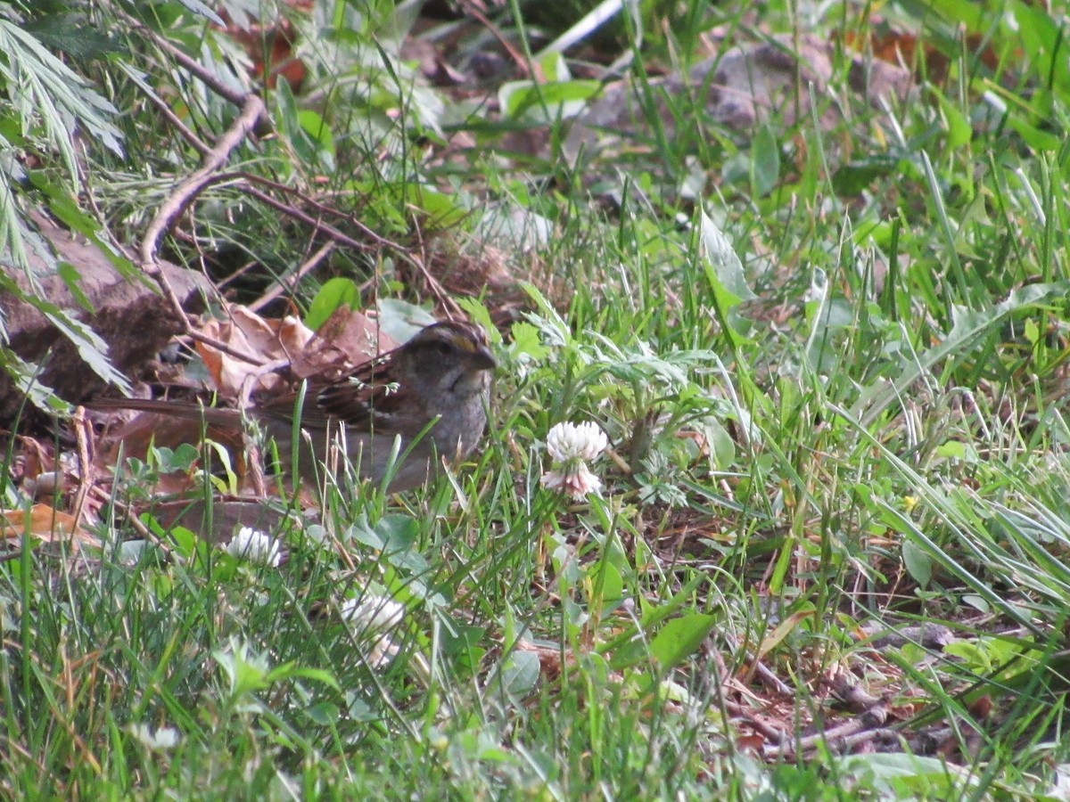 White-throated Sparrow - ML619941986