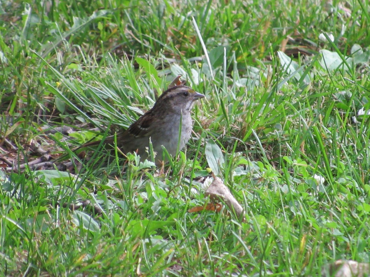 White-throated Sparrow - ML619941988
