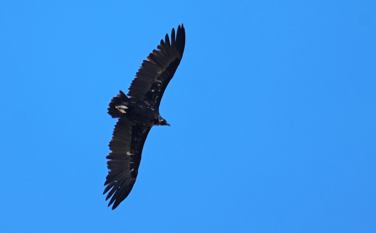 Cinereous Vulture - ML619941999