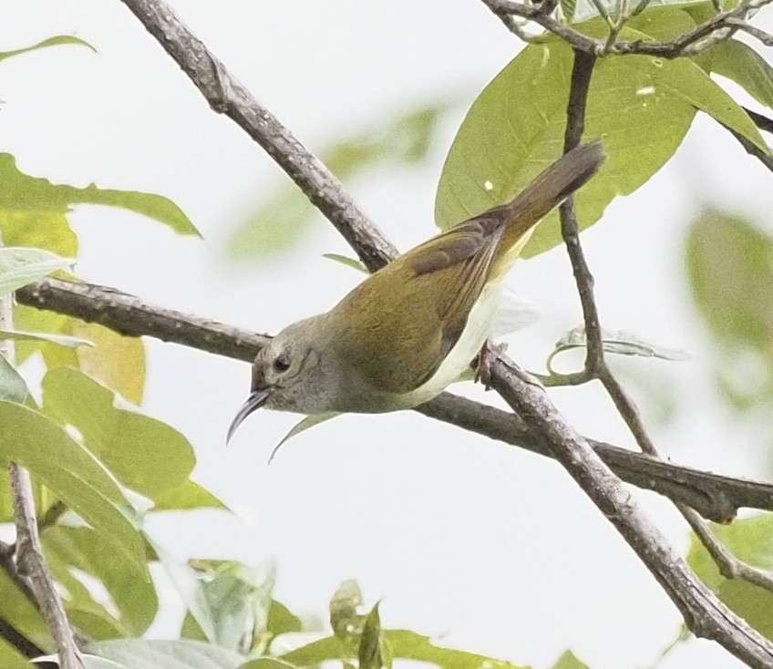 Green-tailed Sunbird - ML619942019