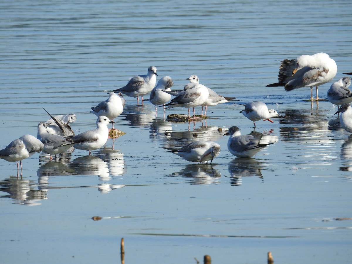 Bonaparte's Gull - ML619942020