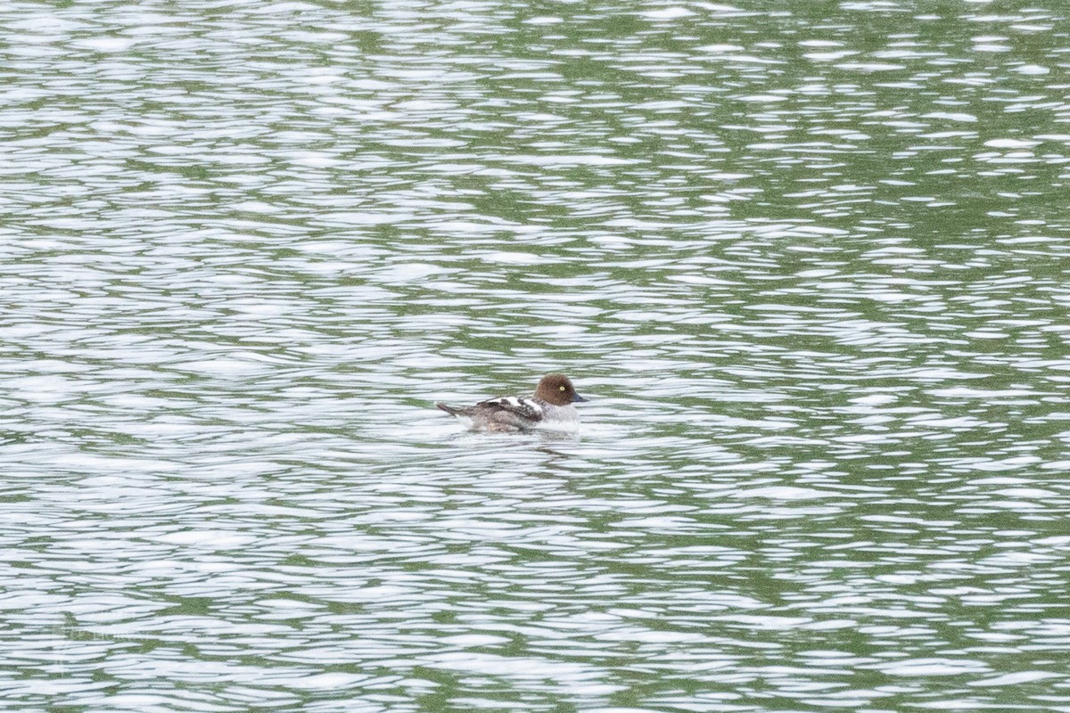 Common Goldeneye - ML619942031