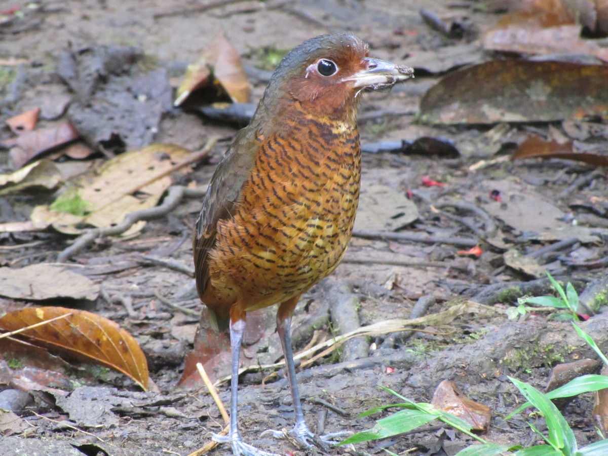 Giant Antpitta - ML619942033