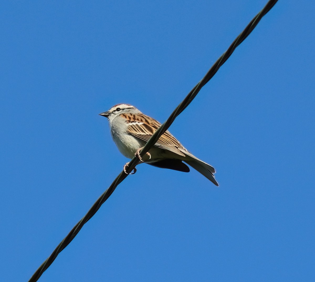 Chipping Sparrow - ML619942040