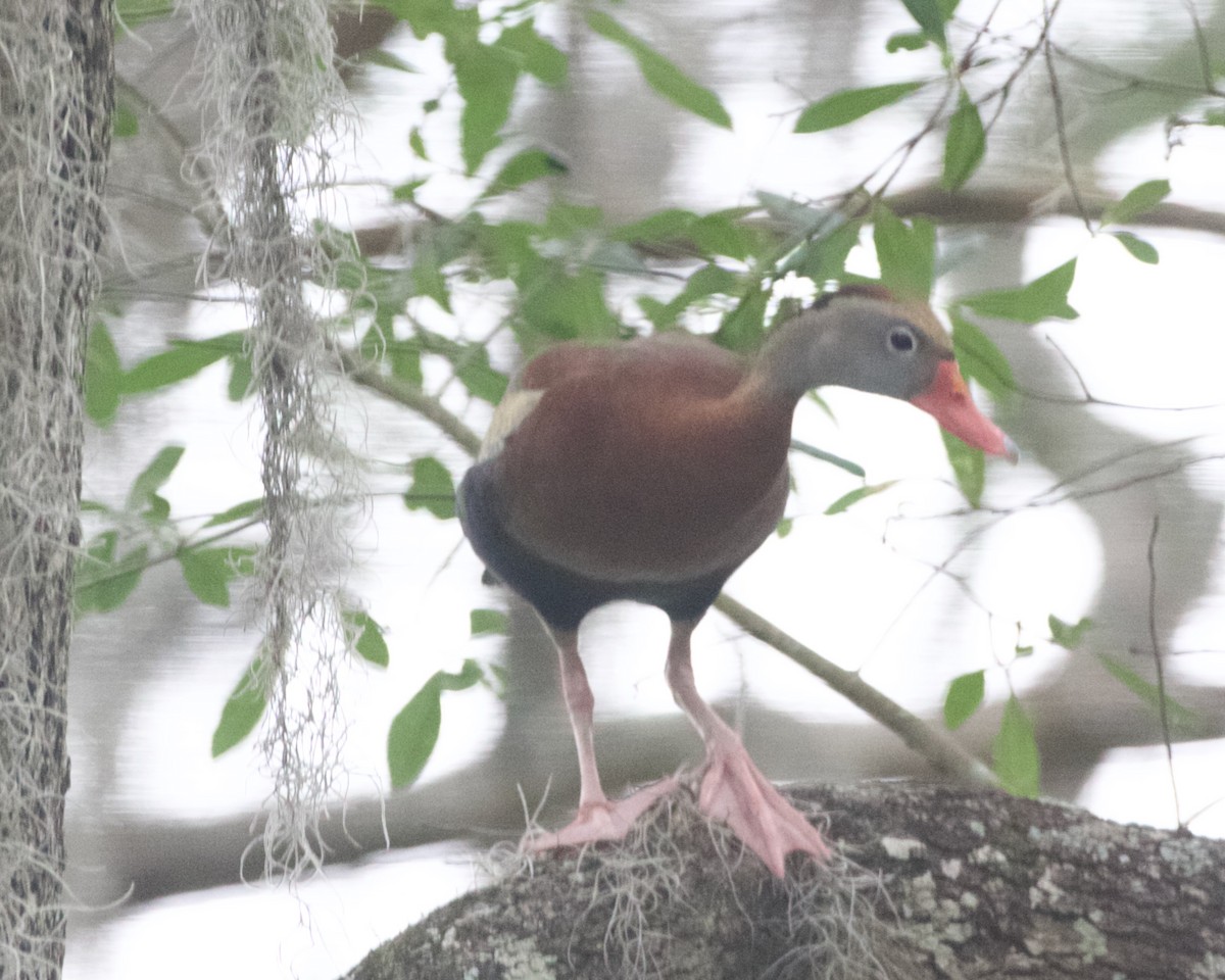 Black-bellied Whistling-Duck - ML619942052