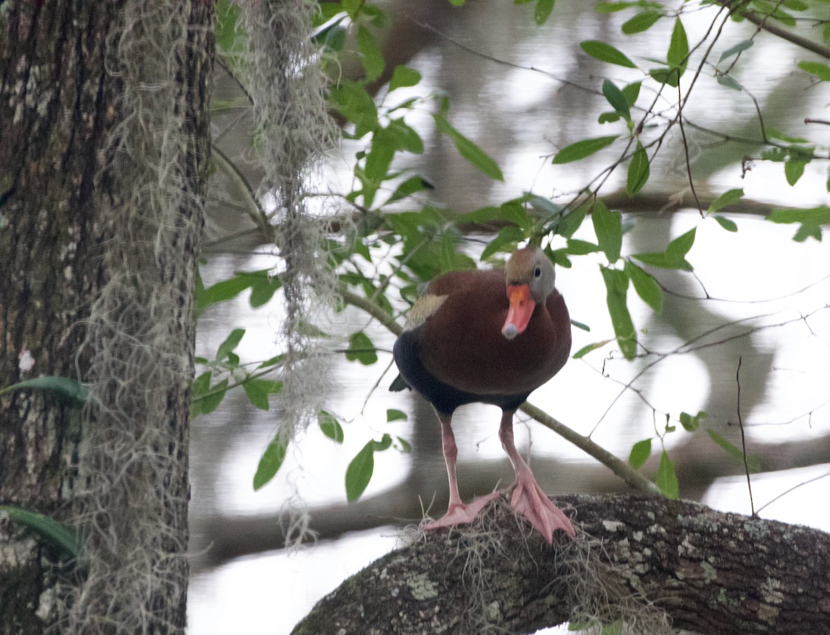 Black-bellied Whistling-Duck - ML619942053