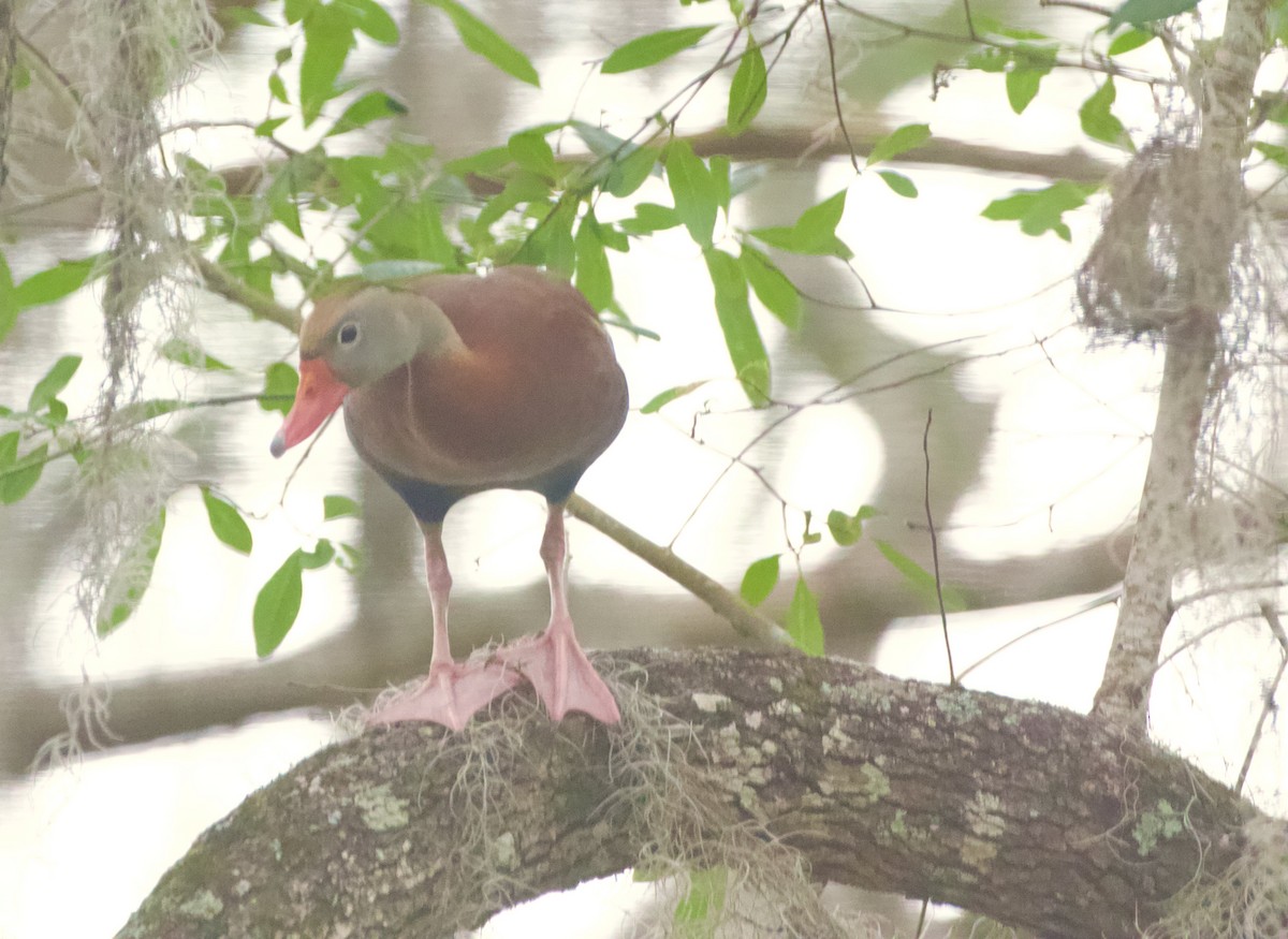 Black-bellied Whistling-Duck - ML619942054