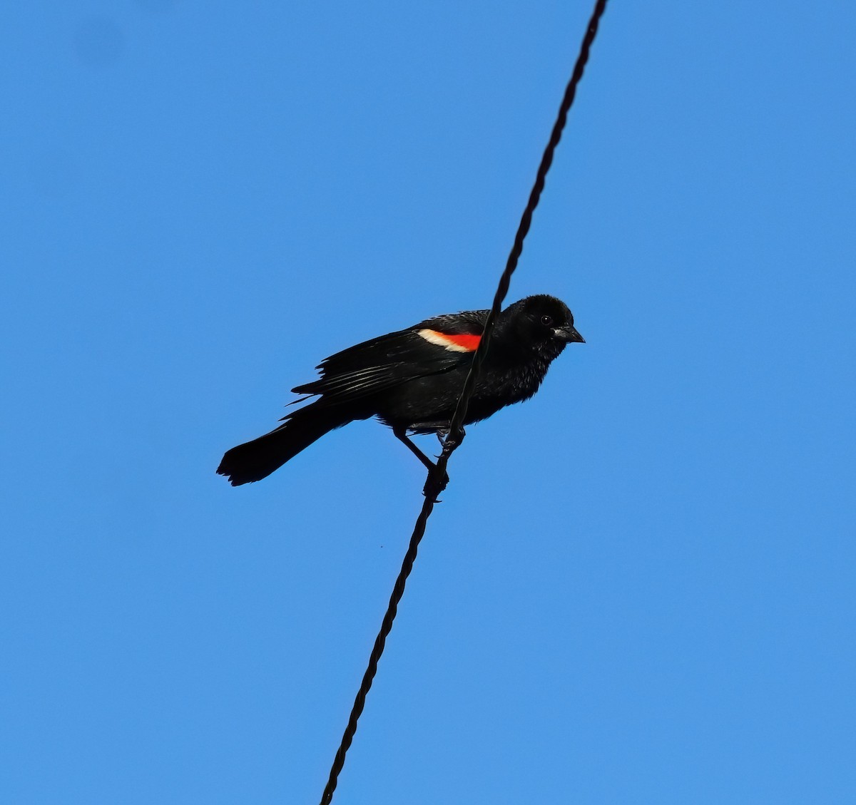 Red-winged Blackbird - ML619942055