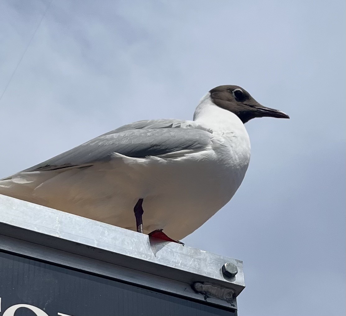 Black-headed Gull - ML619942059