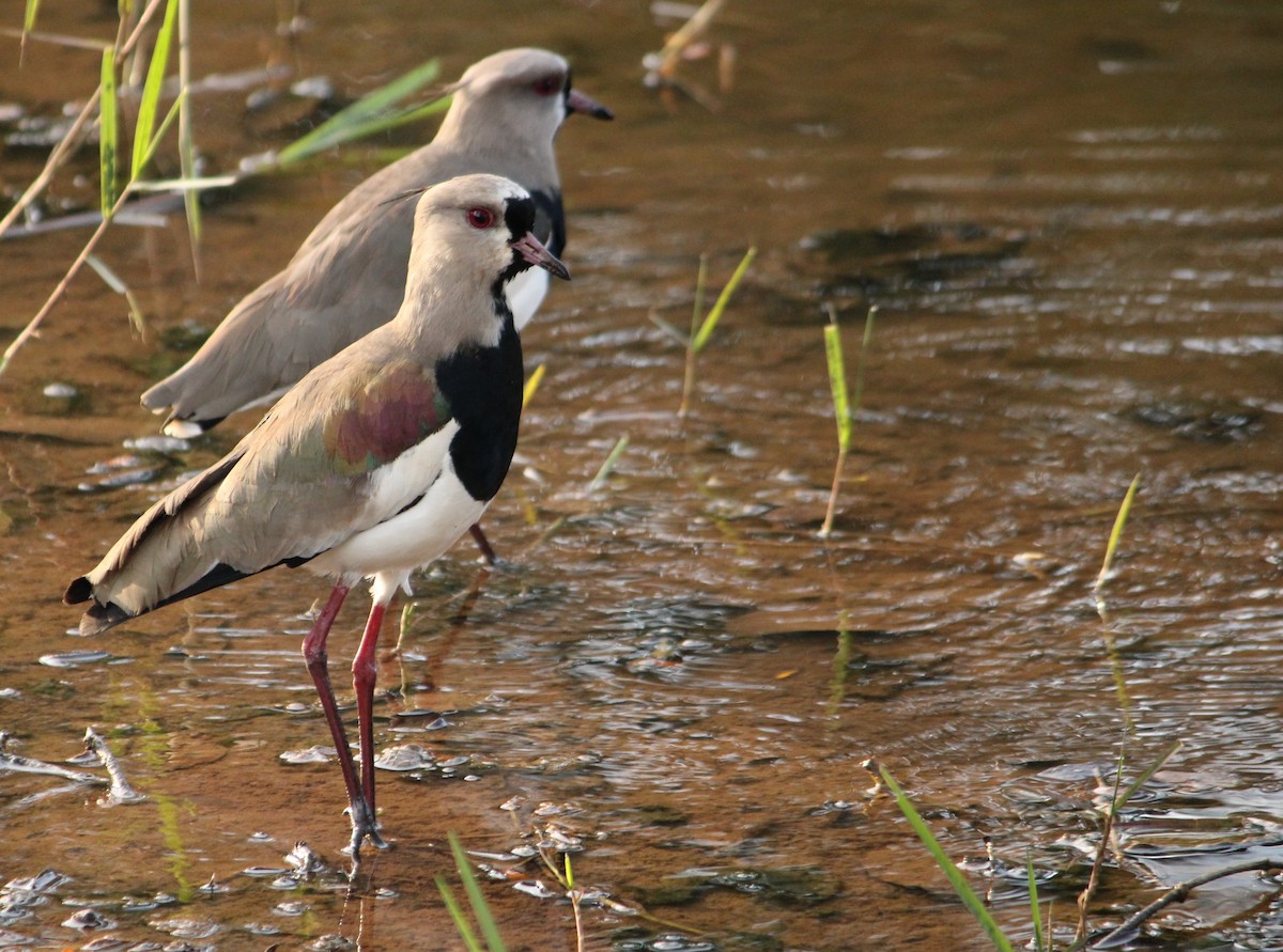 Southern Lapwing - ML619942060