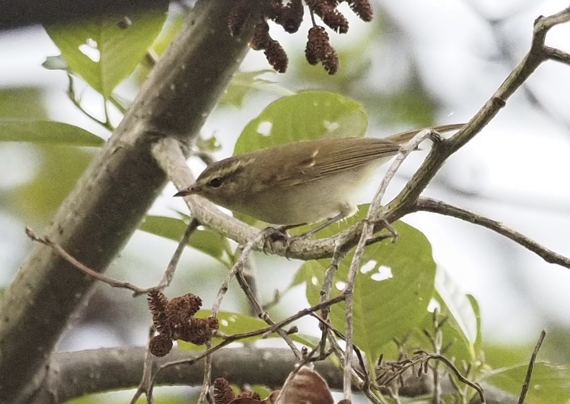 tanımsız Phylloscopus sp. - ML619942062