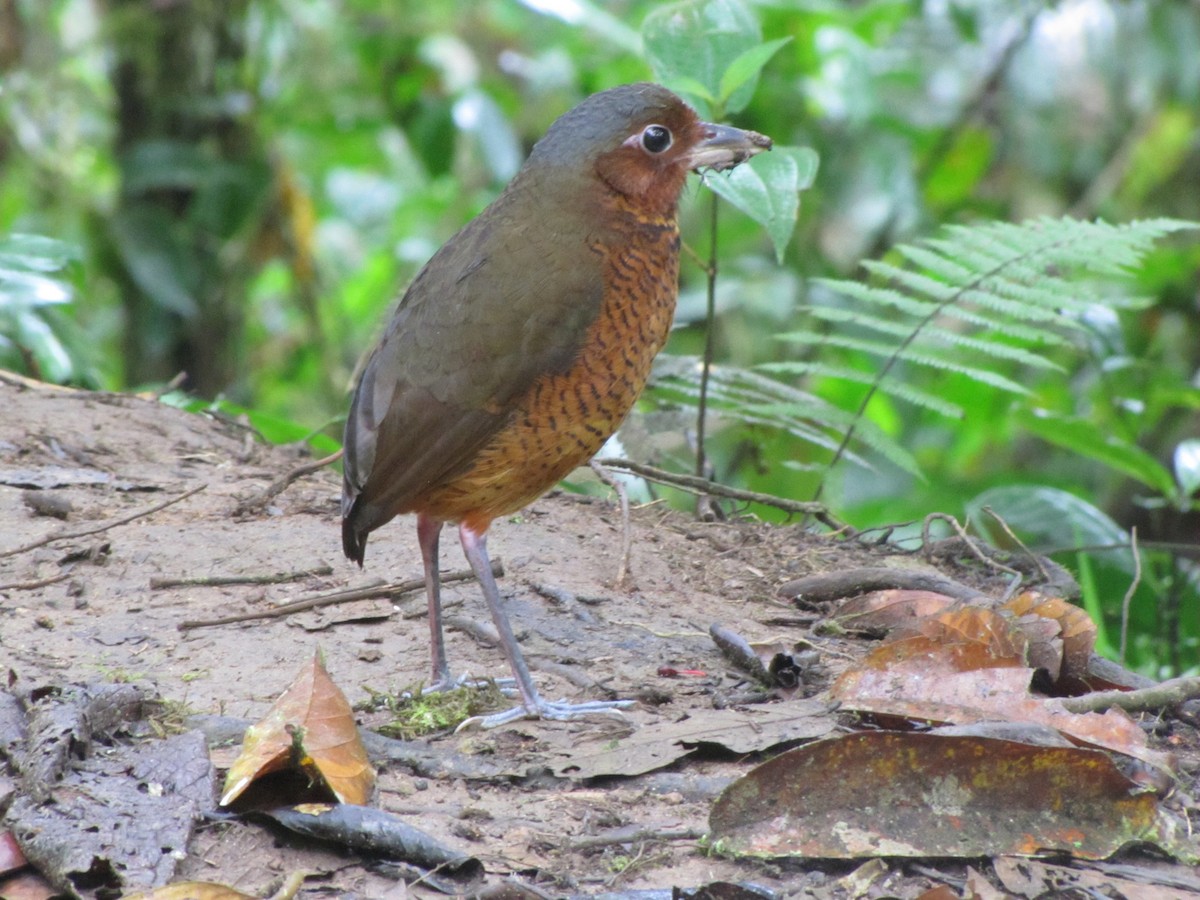 Giant Antpitta - ML619942068