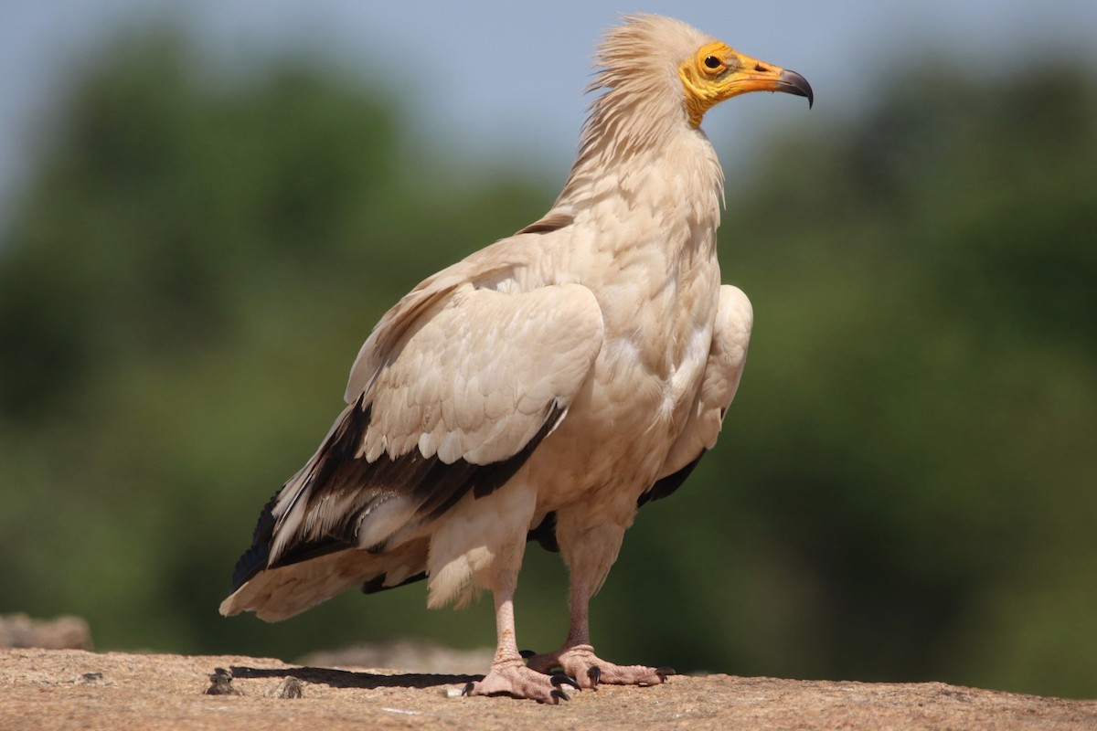 Egyptian Vulture - ML619942080